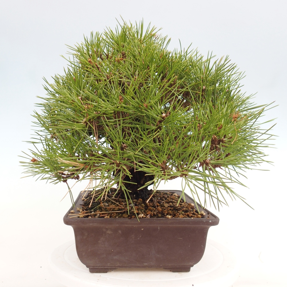 Bonsai voor buiten - Pinus thunbergii - Thunberg den