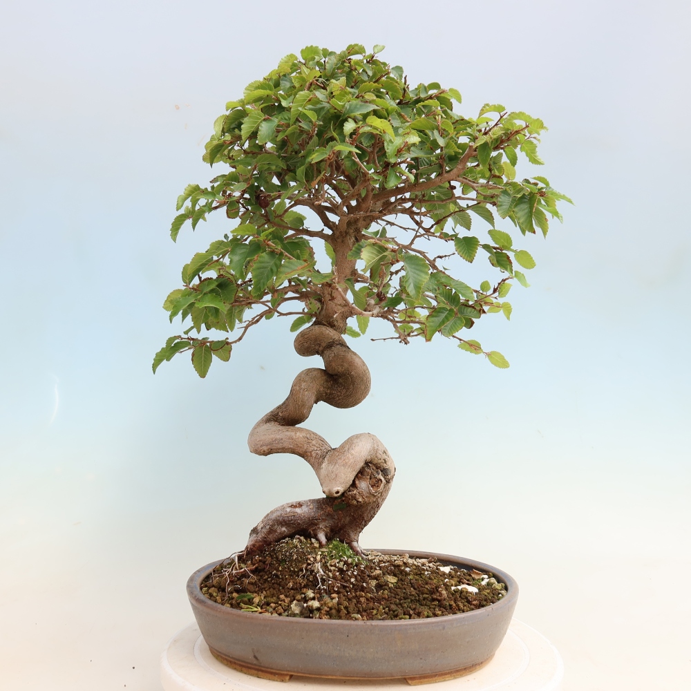 Bonsai voor buiten -Carpinus CARPINOIDES - Koreaanse haagbeuk