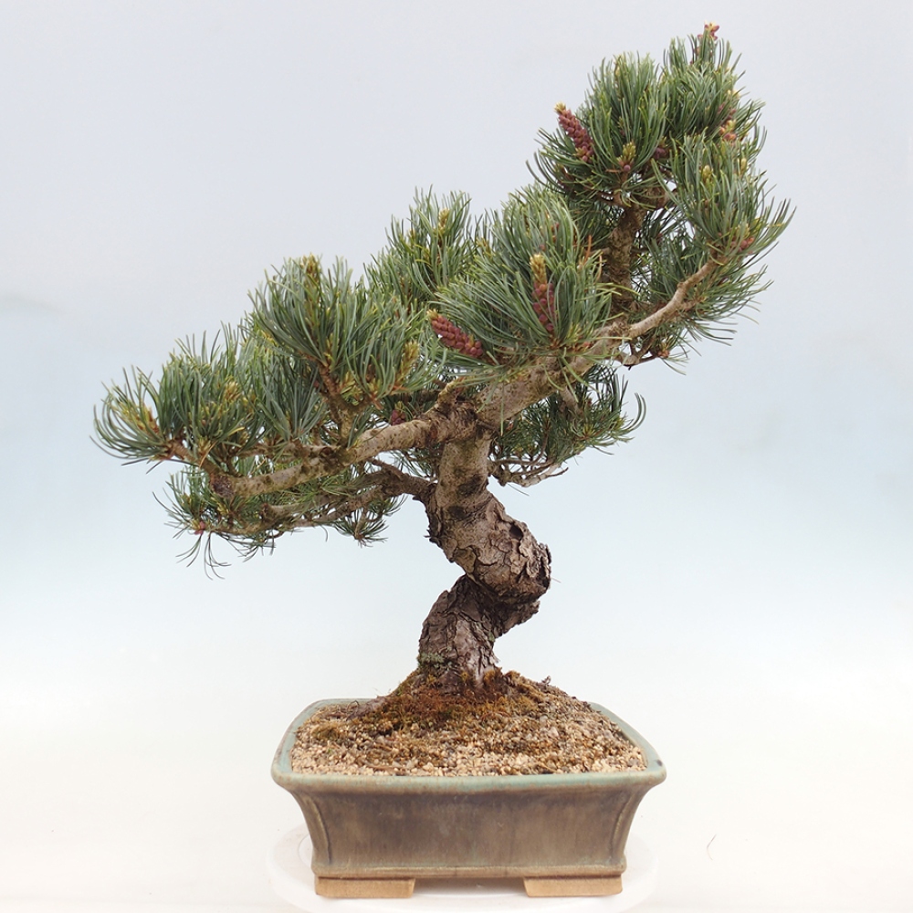 Bonsai voor buiten - Pinus parviflora - Pinus parviflora