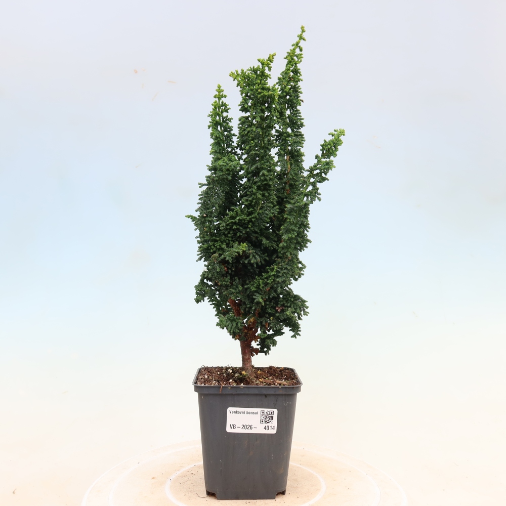 Bonsai voor buiten - Cham. obtusa SEKKA HINOKI - Cipres