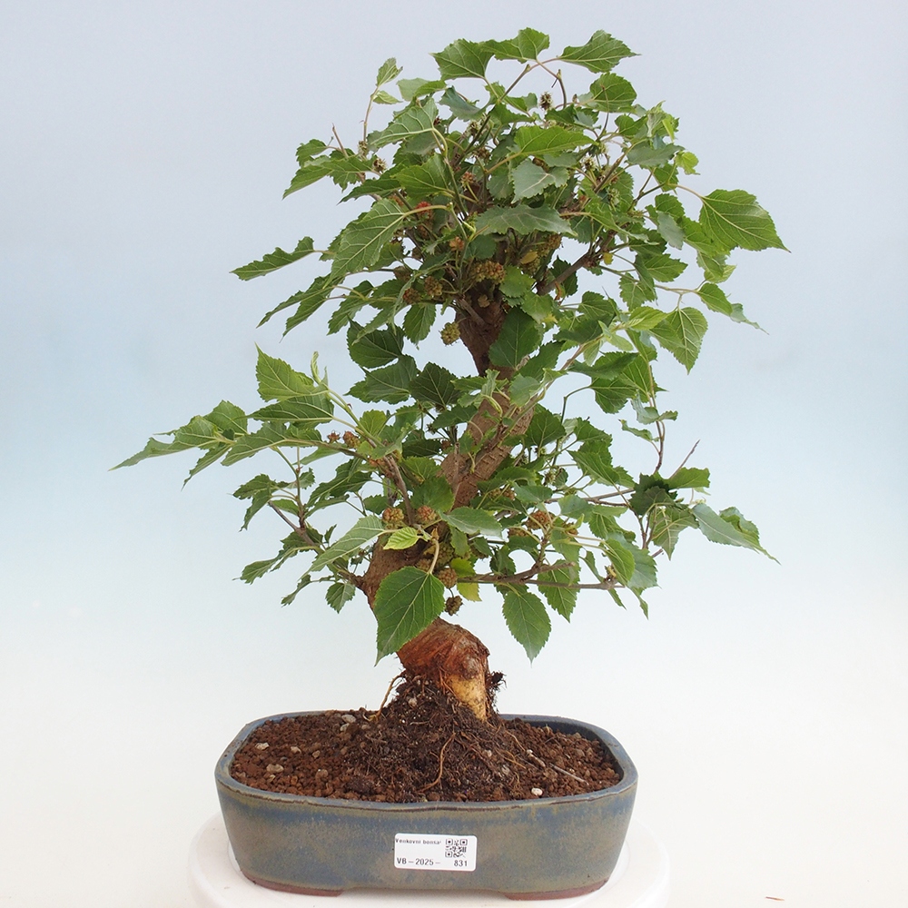 Bonsai voor buiten -Morus alba - moerbei