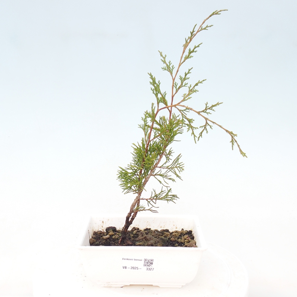 Bonsai voor buiten - Juniperus chinensis Itoigawa