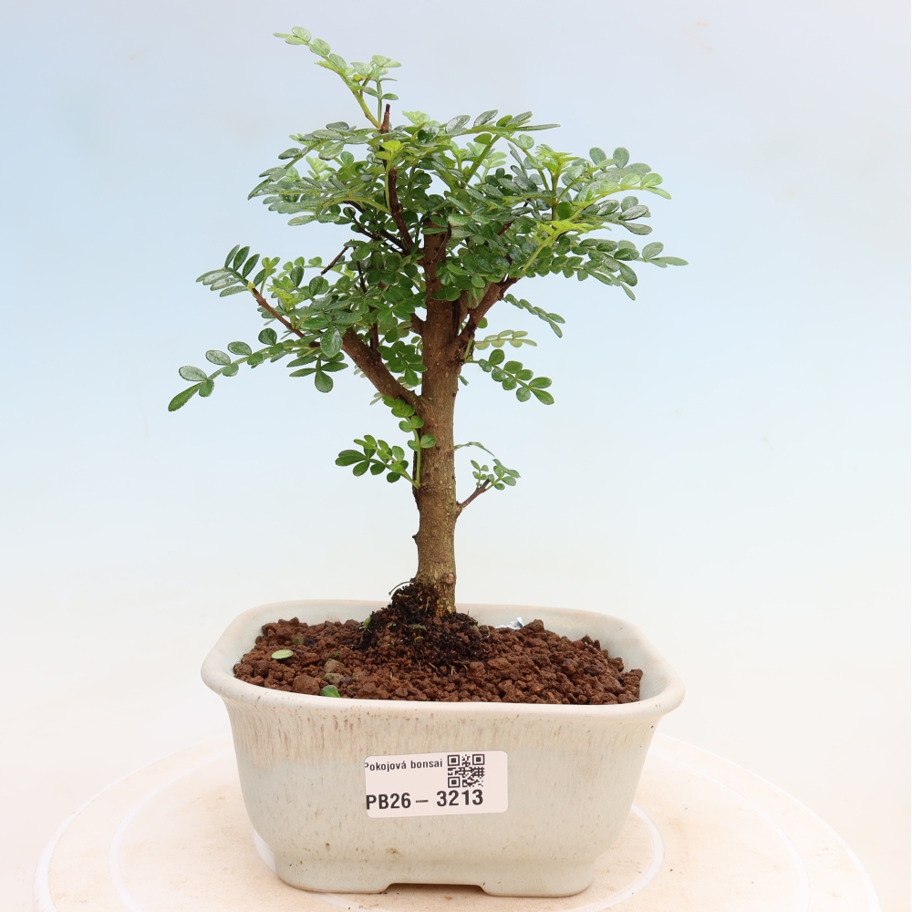 Kamerbonsai - Zantoxylum piperitum - peperboom