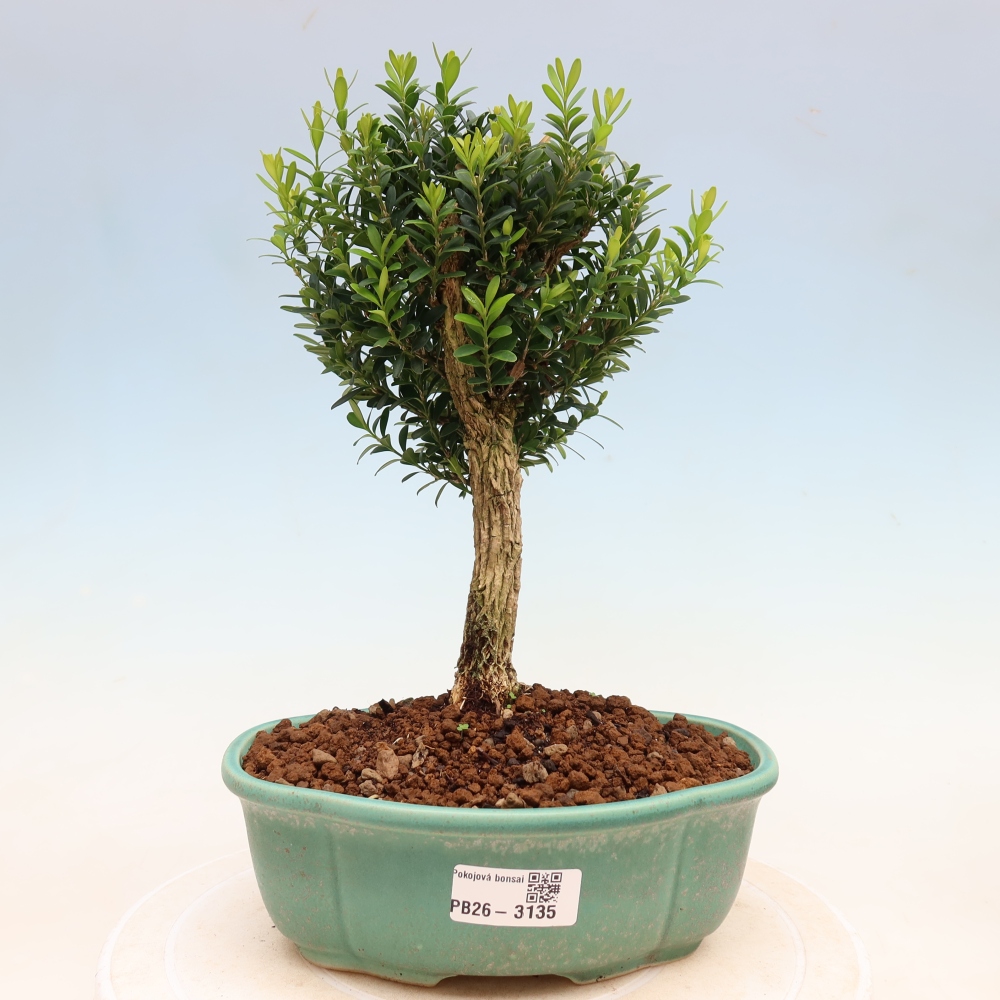 Kamerbonsai - Buxus harlandii - kurk buxus