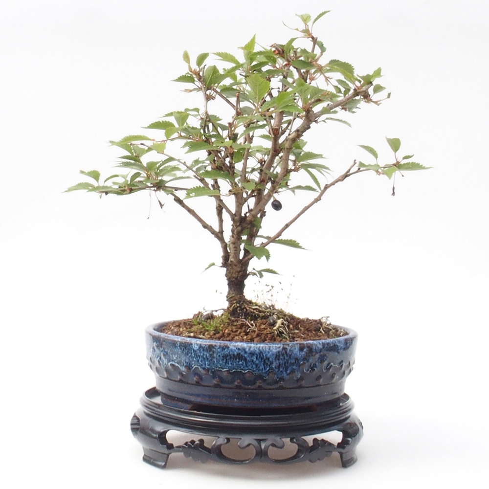 Kunststof bonsai tafel rond 17,5 x 17,5 x 4 cm, kleur zwart