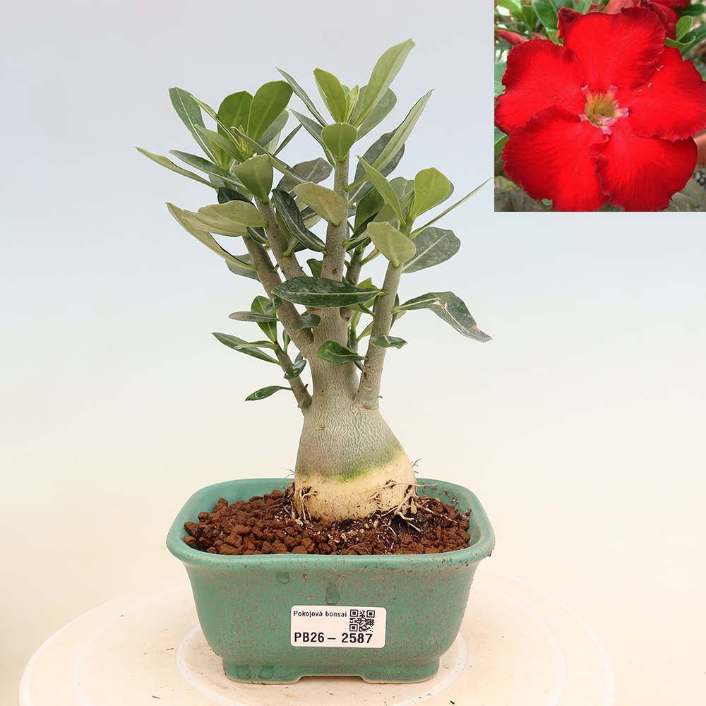 Kamerbonsai - Adenium obesum Red Star - Woestijnroos