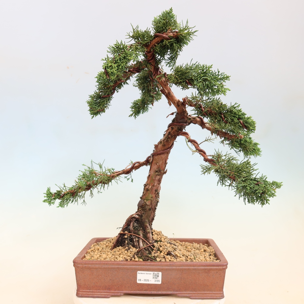 Bonsai voor buiten - Juniperus chinensis Kishu