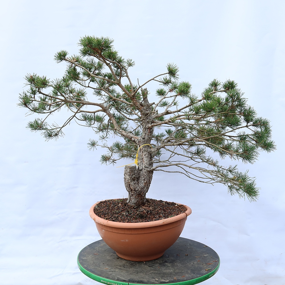 Pinus sylvestris Spanje - grove den