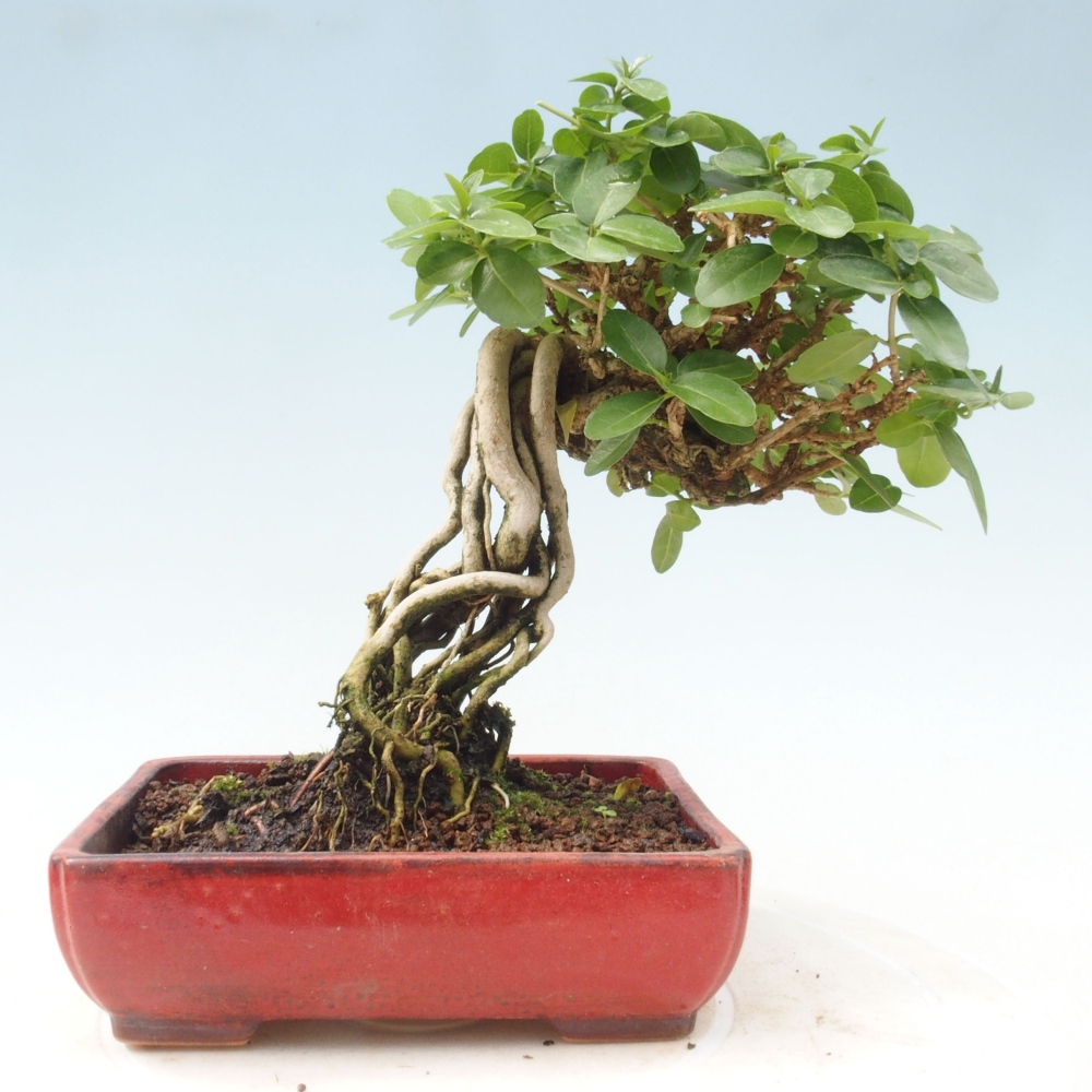 Bonsai voor binnen - Premna serratifolia - Kozlovna malolista