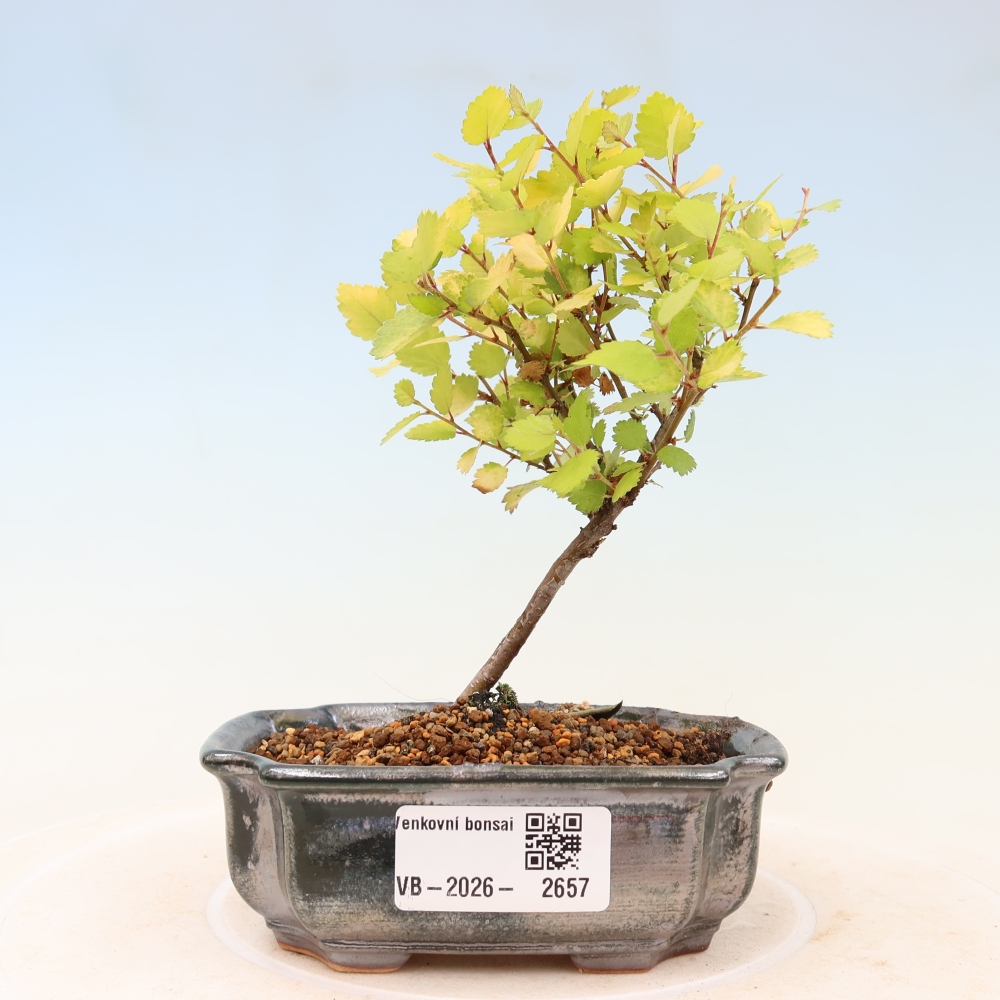 Buitenbonsai - dwergberk - Betula NANA Golden Treasure