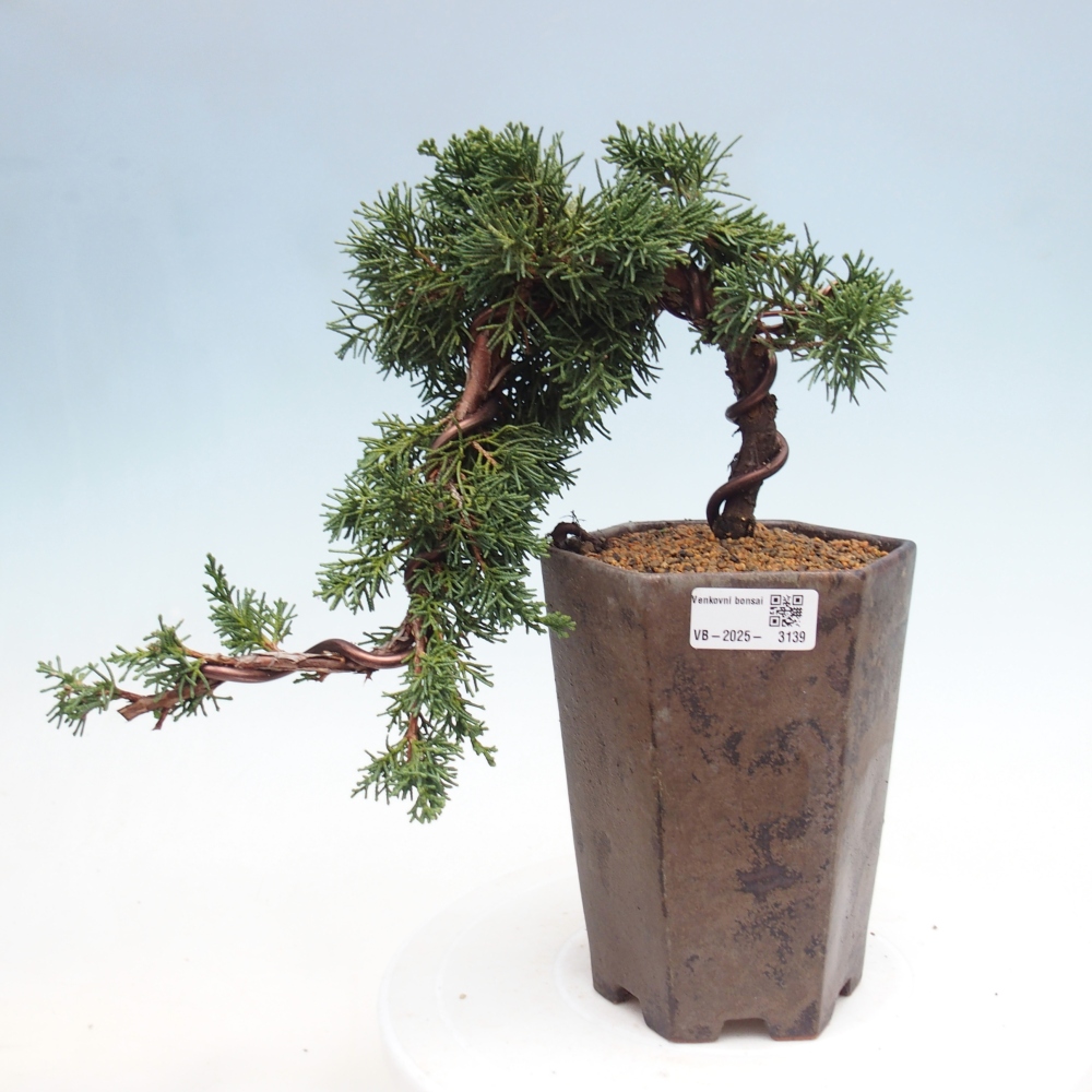 Bonsai voor buiten - Juniperus chinensis Kishu