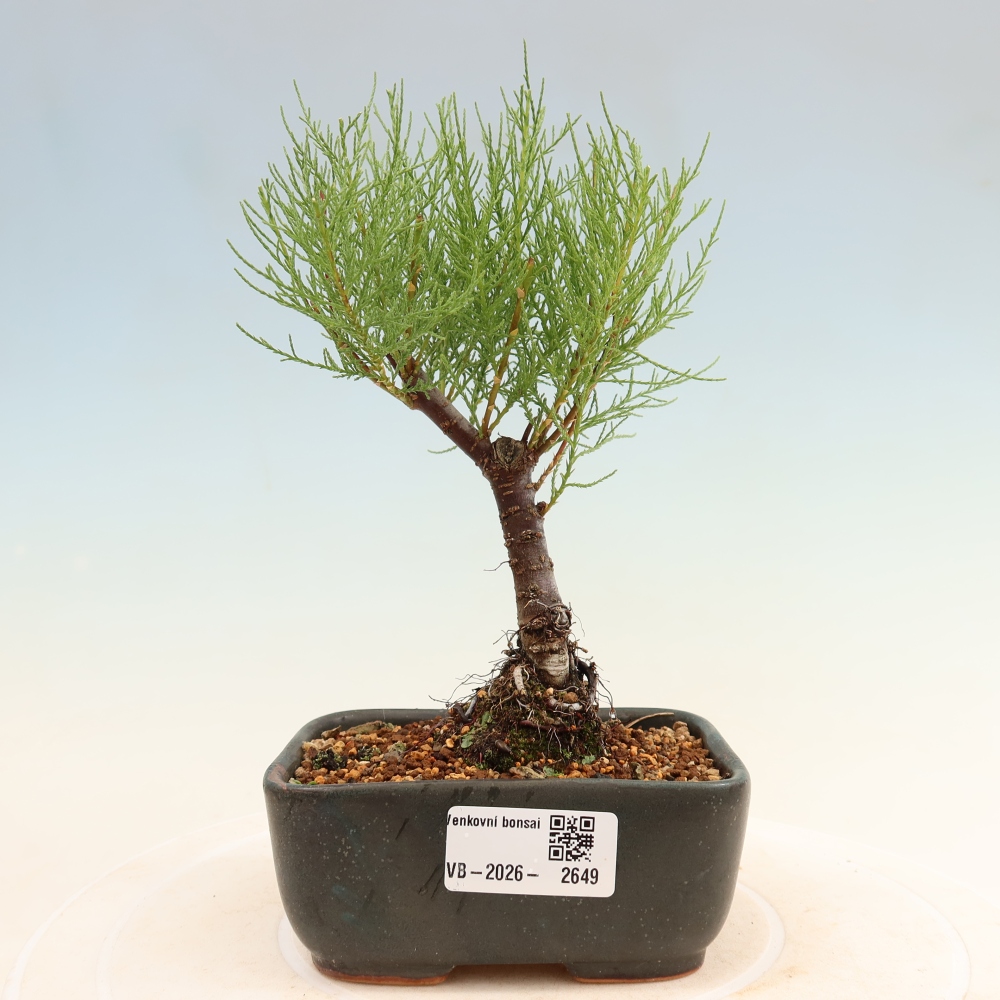 Bonsai voor buiten - Tamarisk - Tamarix