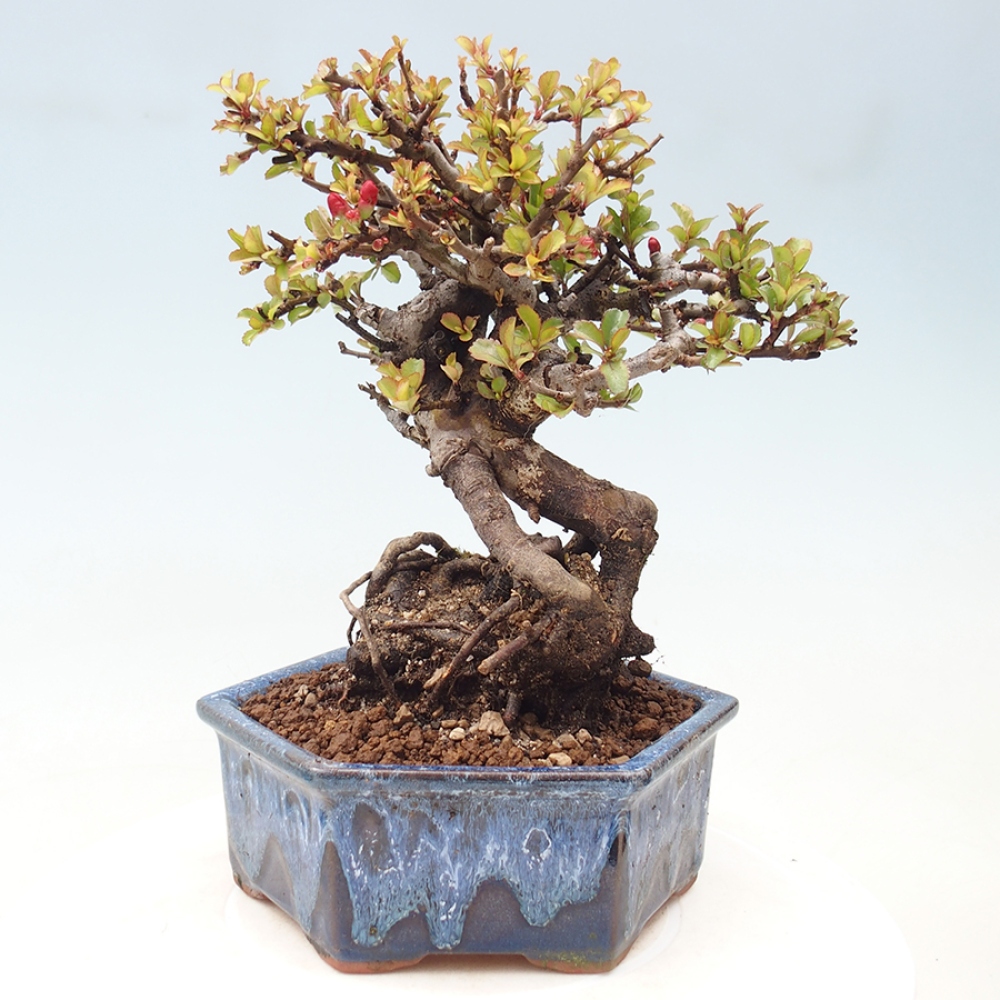 Bonsai voor buiten - Chaneomeles speciosa - Kweepeer