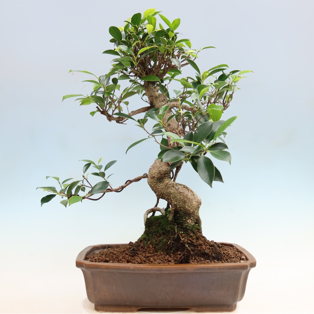Kamerbonsai - Ficus kimmen - kleinbladige ficus
