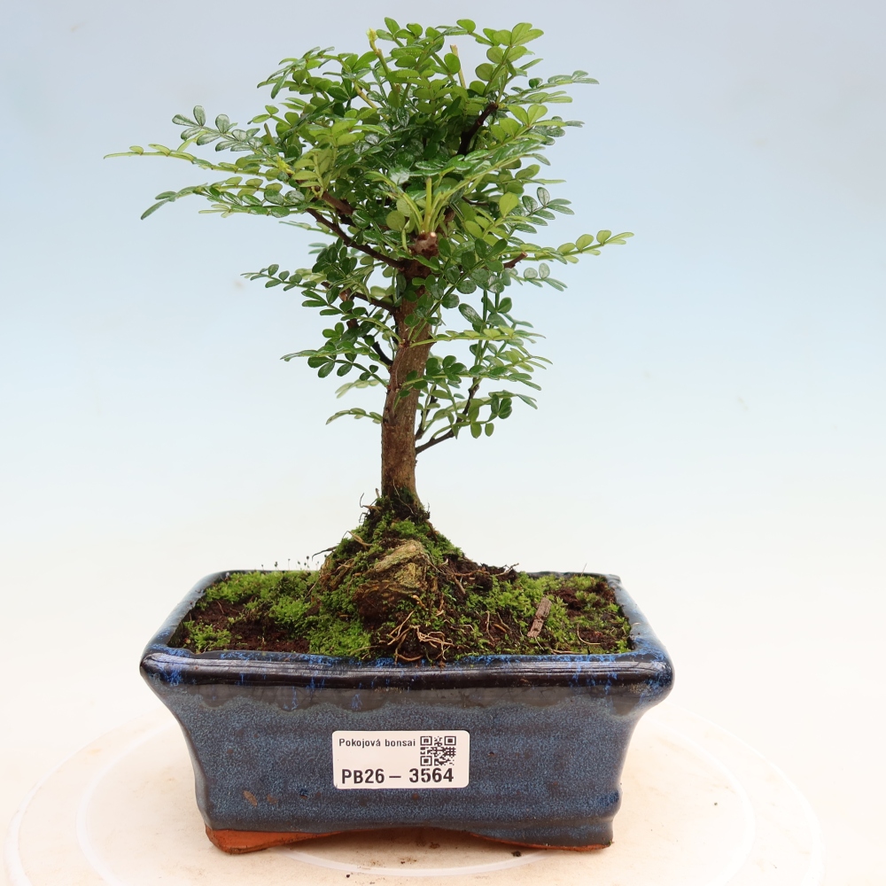 Kamerbonsai - Zantoxylum piperitum - peperboom