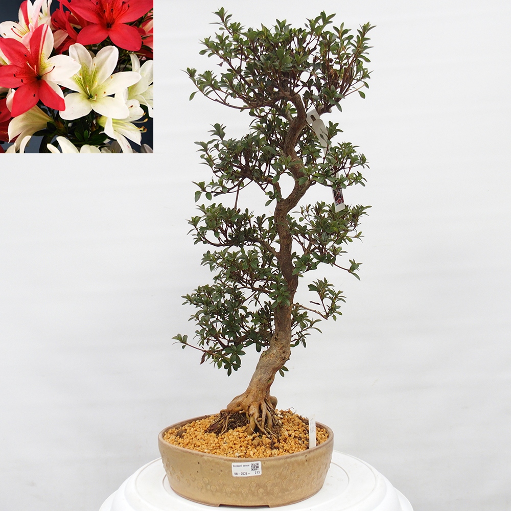 Bonsai voor buiten - Japanse Azalea - Azalea Hanatsuzuri