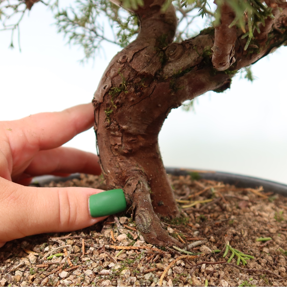 Bonsai voor buiten - Juniperus chinensis Itoigawa-Juniperus chinensis