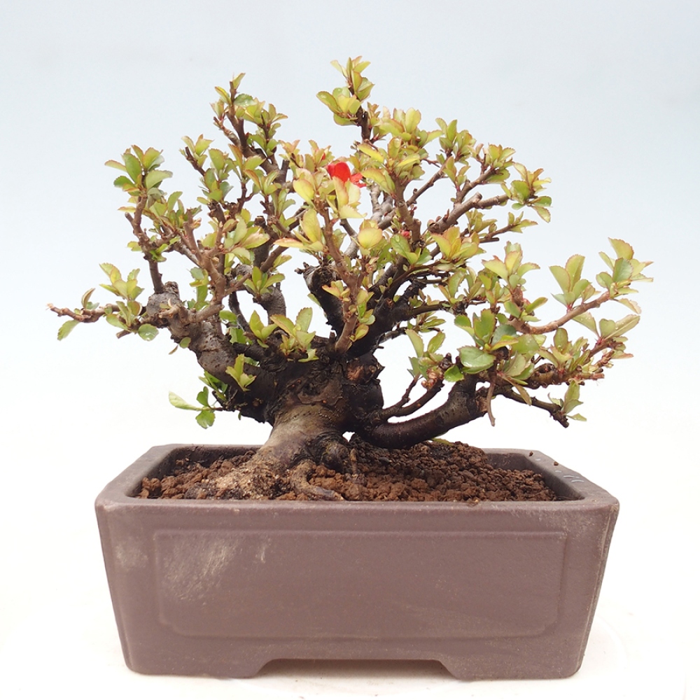 Bonsai voor buiten - Chaneomeles speciosa - Kweepeer