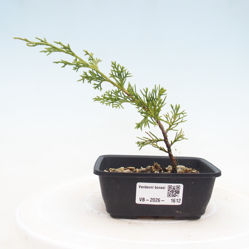 Bonsai voor buiten - Juniperus chinensis Itoigawa
