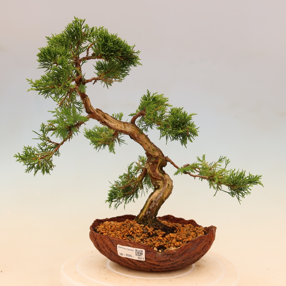 Bonsai voor buiten - Juniperus chinensis Itoigawa
