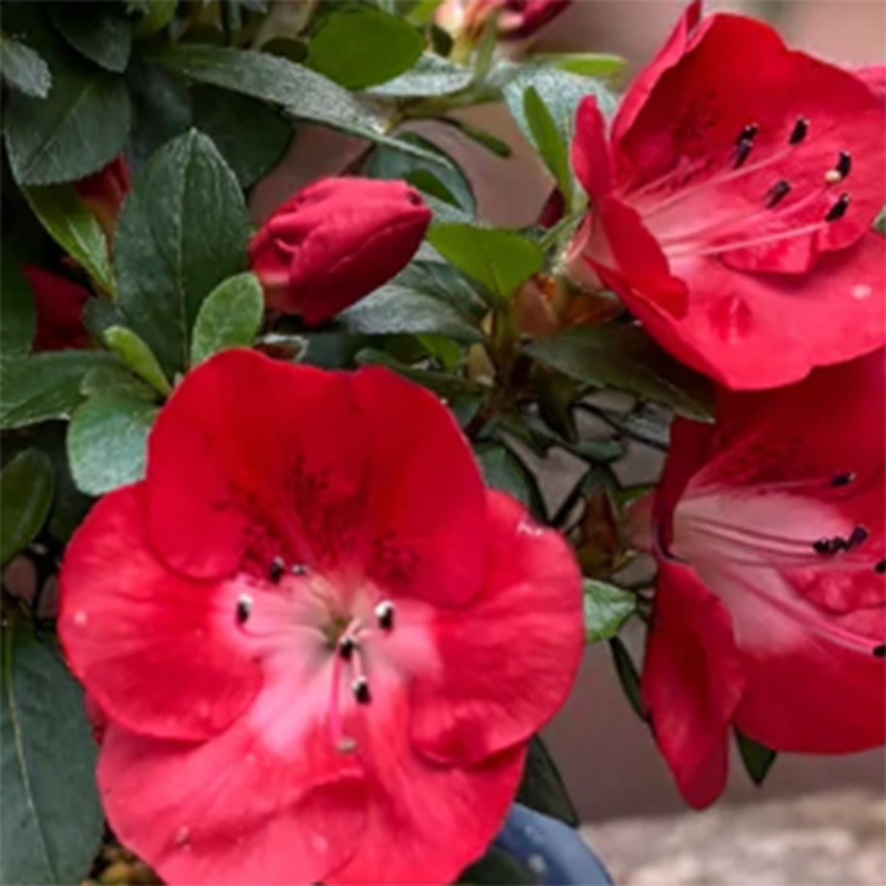 Bonsai voor buiten - Japanse Azalea - Azalea Benibeni