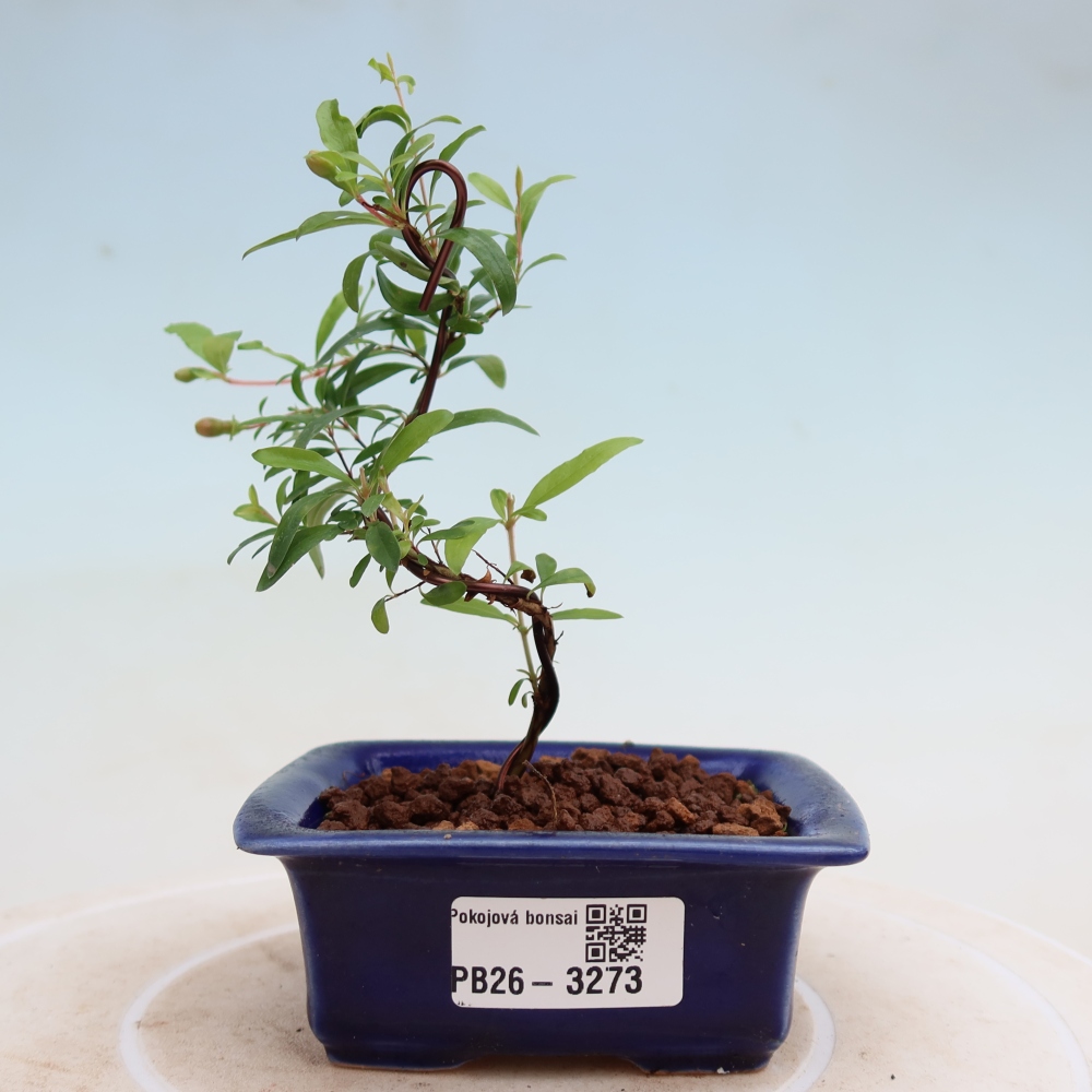Kamerbonsai-PUNICA granatum nana-Granaatappel