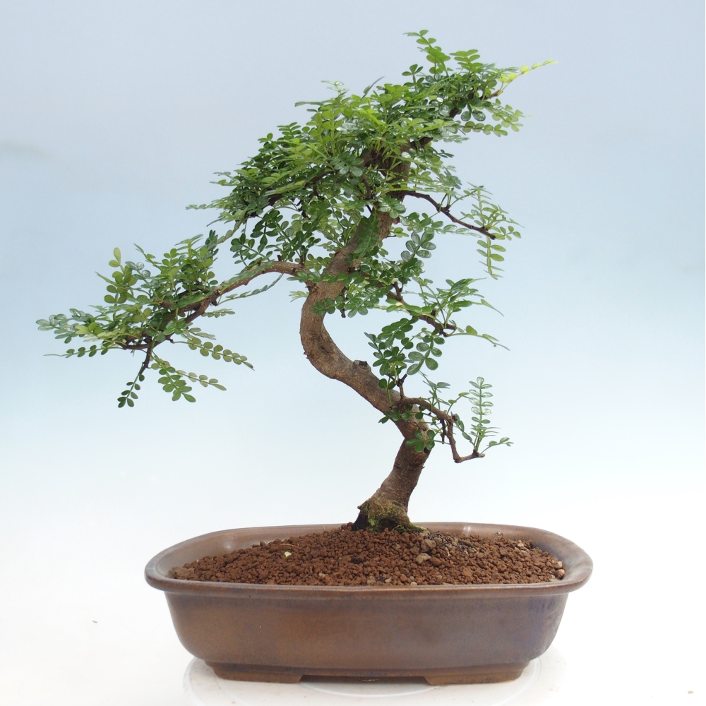 Kamerbonsai - Zantoxylum piperitum - peperboom