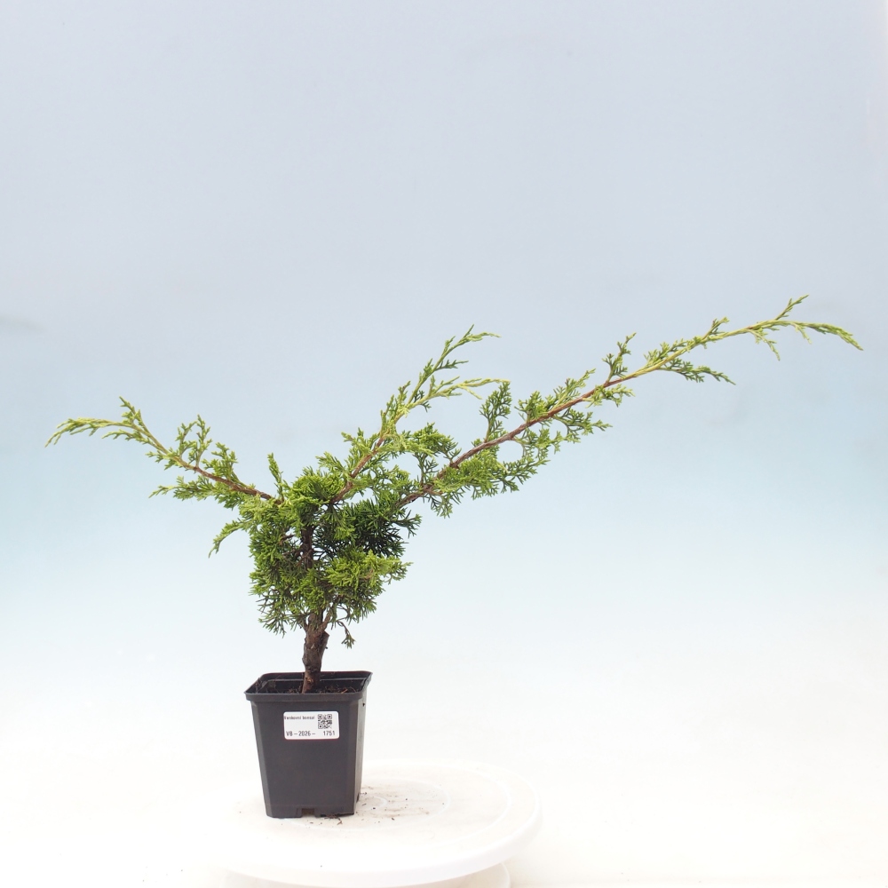 Bonsai voor buiten - Juniperus chinensis Itoigawa