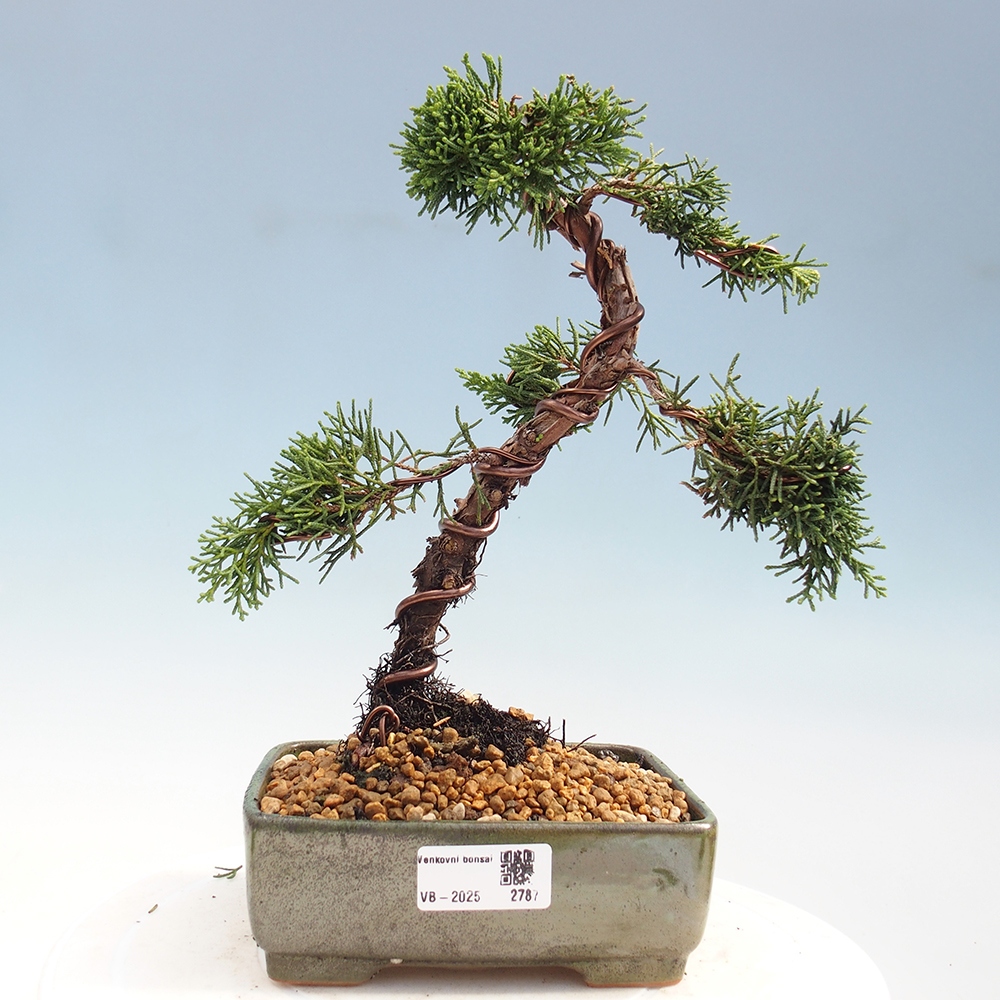 Bonsai voor buiten - Juniperus chinensis Kishu