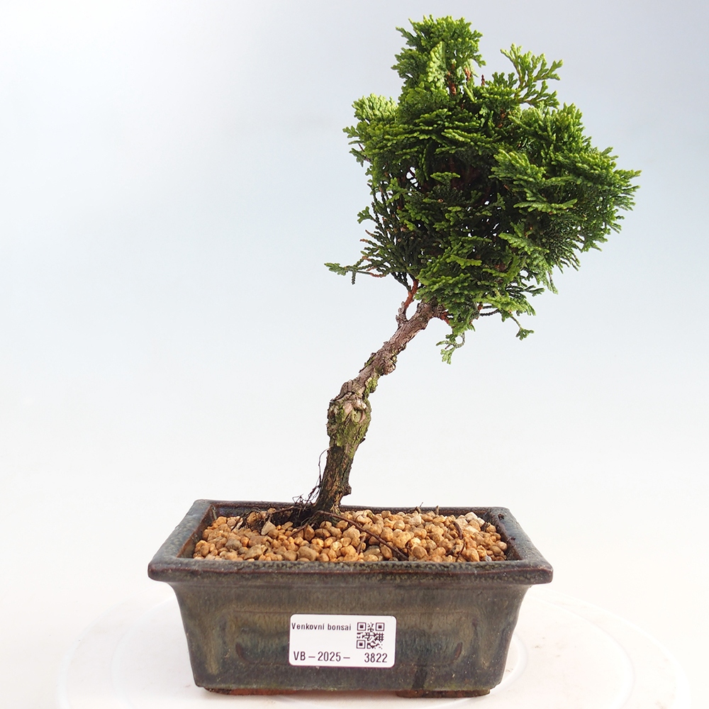 Bonsai voor buiten - Cham.pis obtusa Nana Gracilis - Cipres