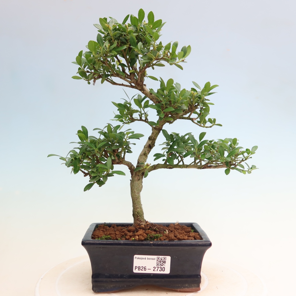 Kamerbonsai - Ilex crenata - Hulst