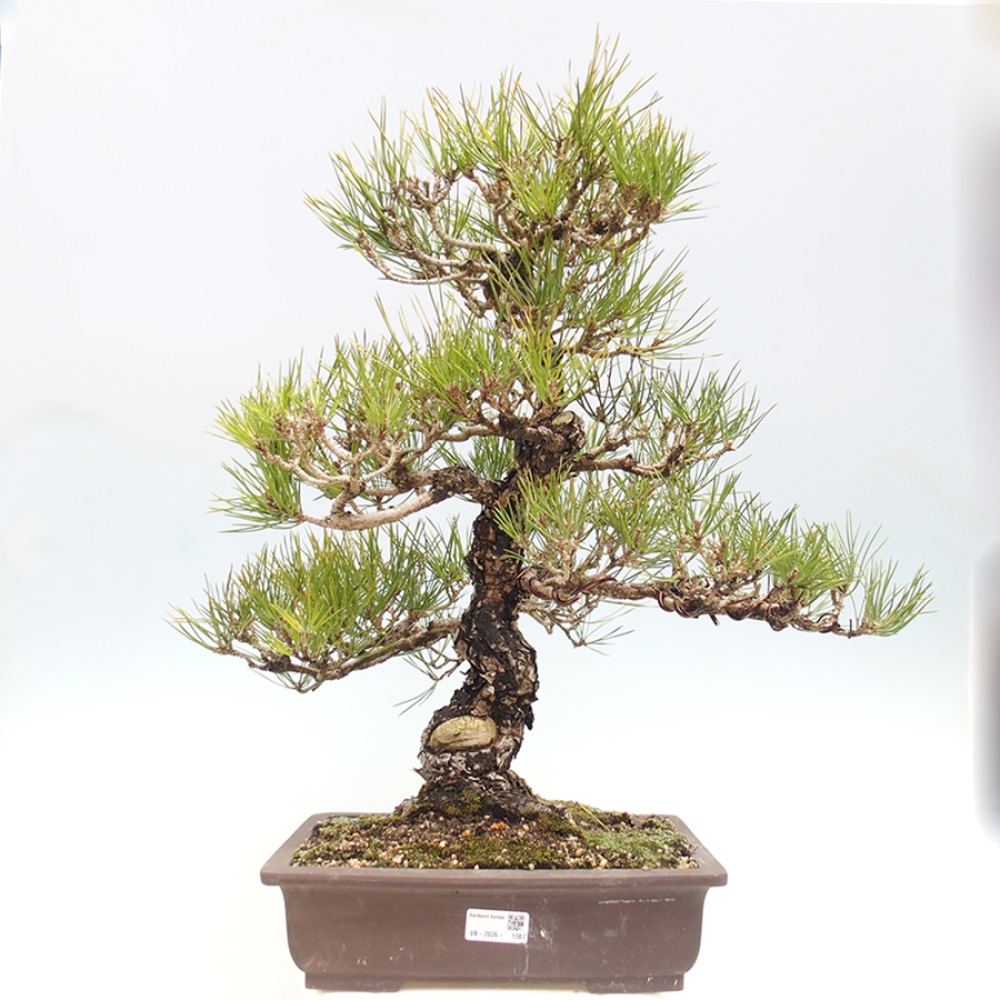 Bonsai voor buiten - Pinus thunbergii - Thunberg den