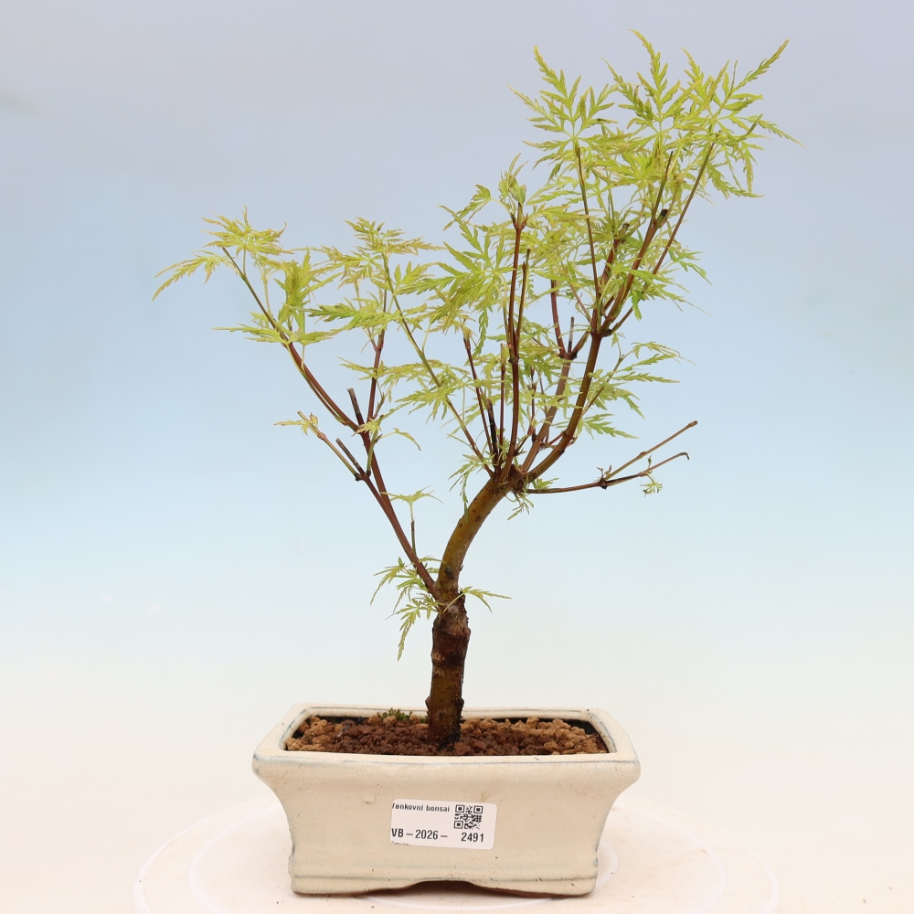 Bonsai voor buiten - Acer palmatum Dissectum
