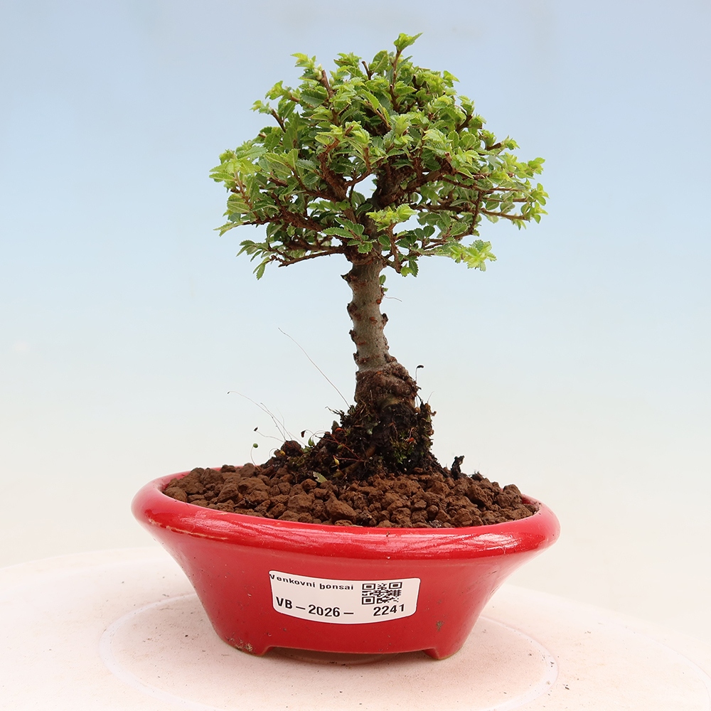 Bonsai voor buiten - Ulmus parvifolia Sagei - Kleinbladige iep