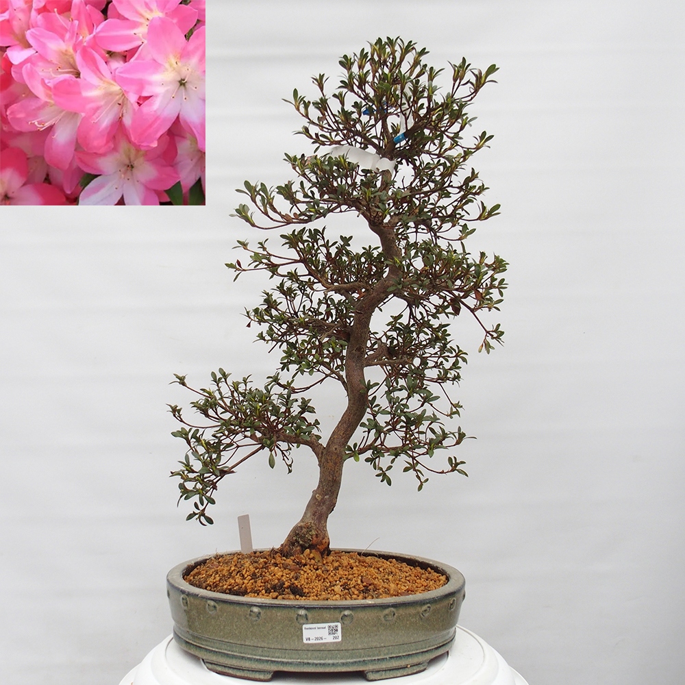 Bonsai voor buiten - Japanse Azalea - Azalea Akari