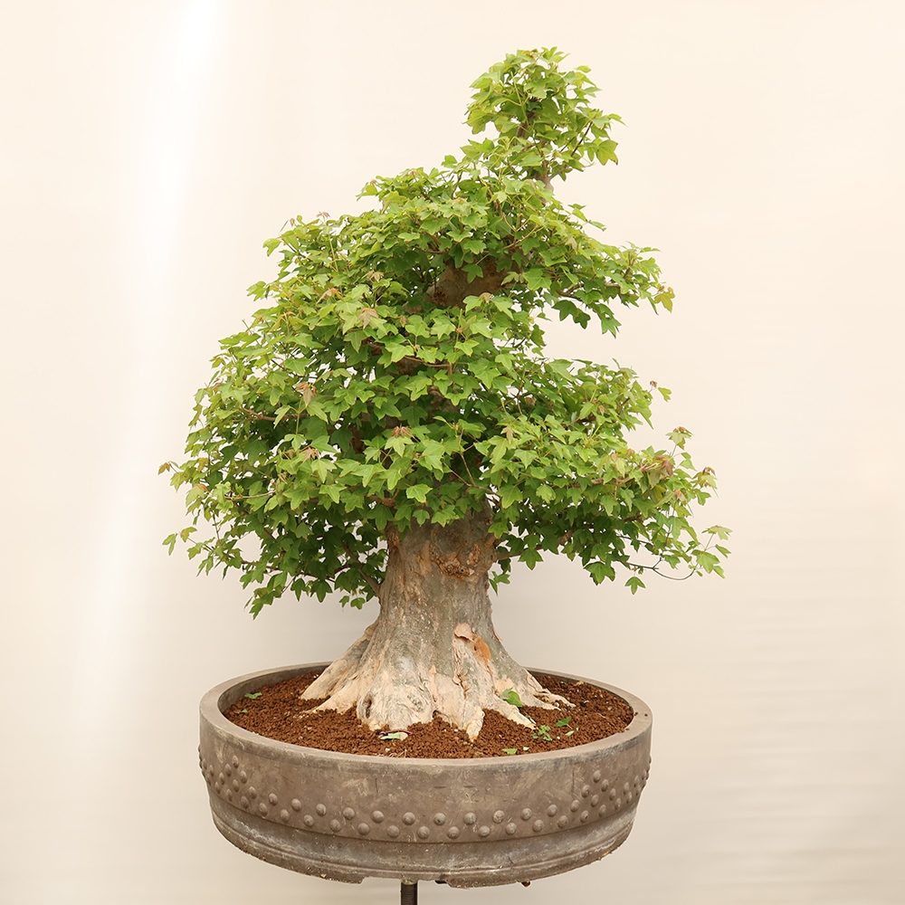 Bonsai voor buiten - Esdoorn Burger - Acer Burgerianum