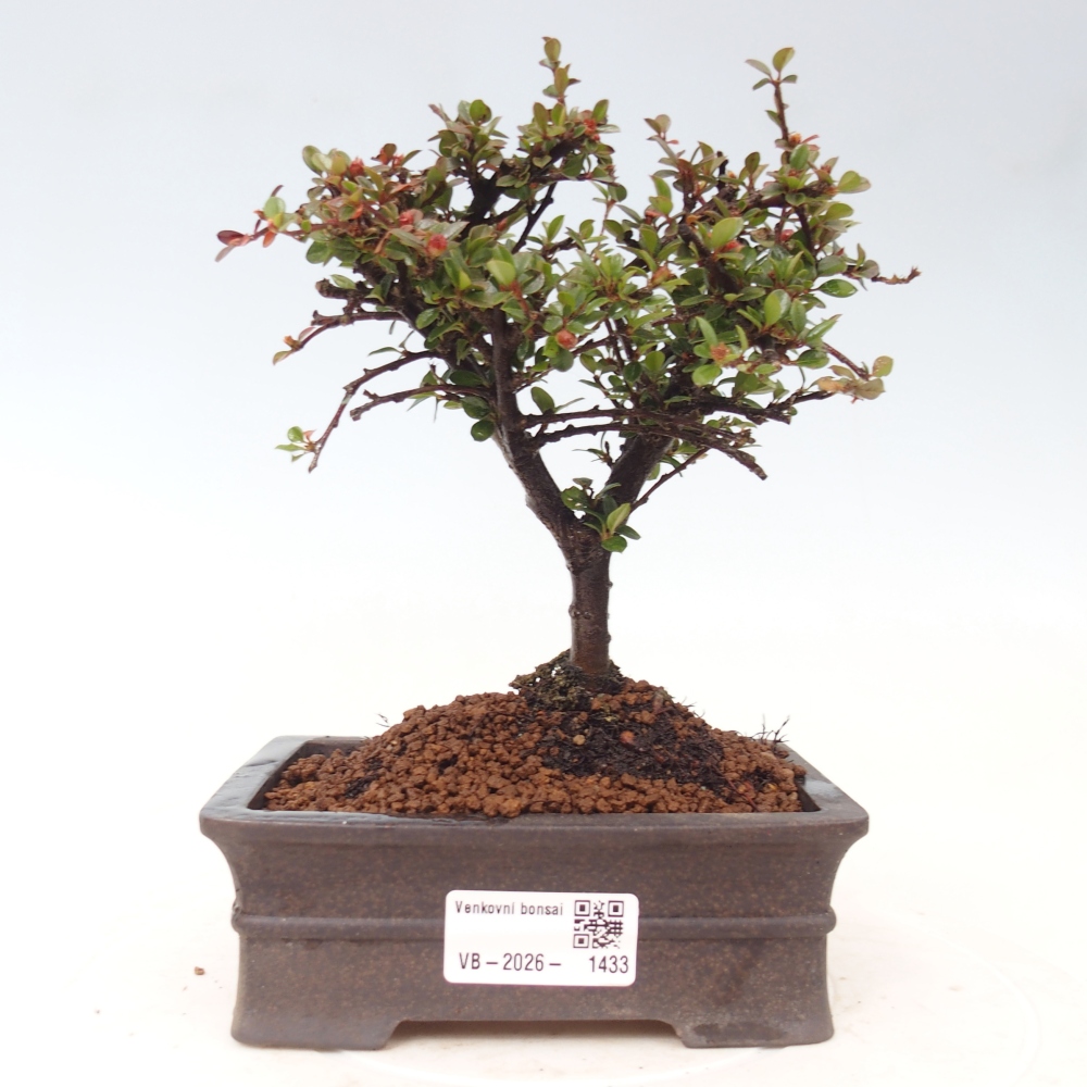Bonsai voor buiten - Cotoneaster horizontalis - Rocky Mountain