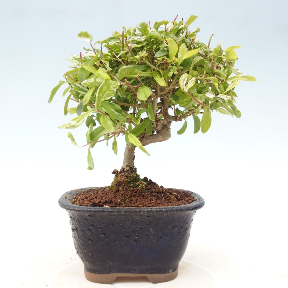 Bonsai voor buiten - Ligustrum obtusifolium