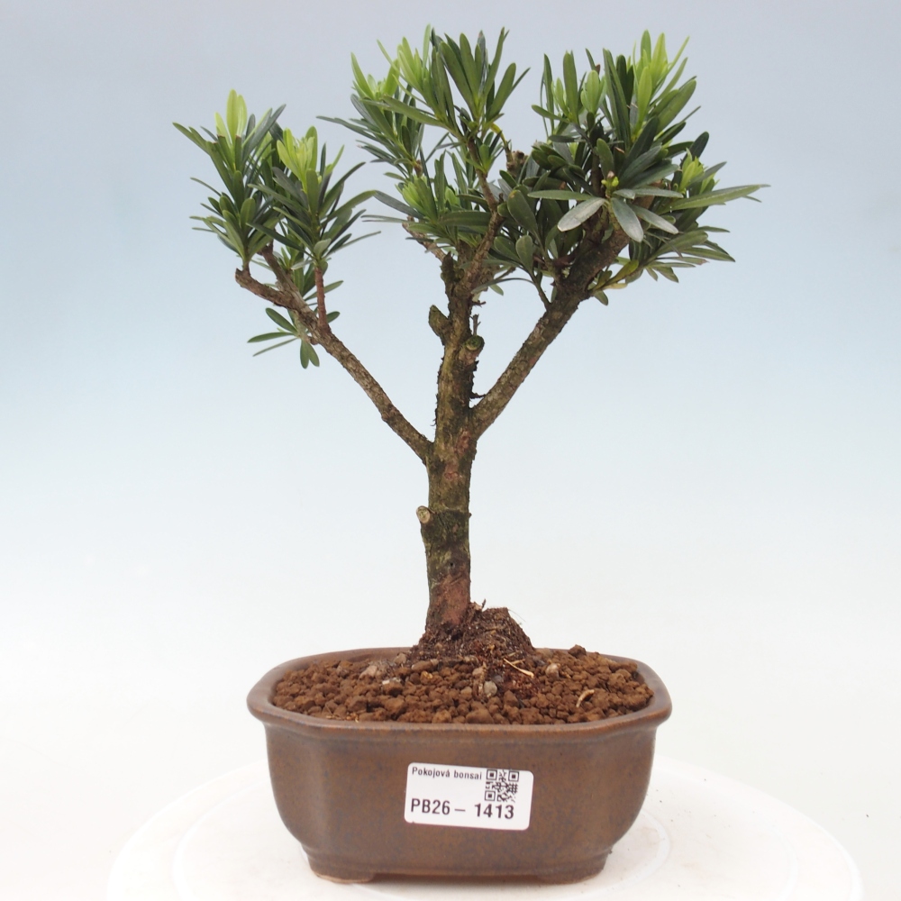 Kamerbonsai - Podocarpus - Taxus