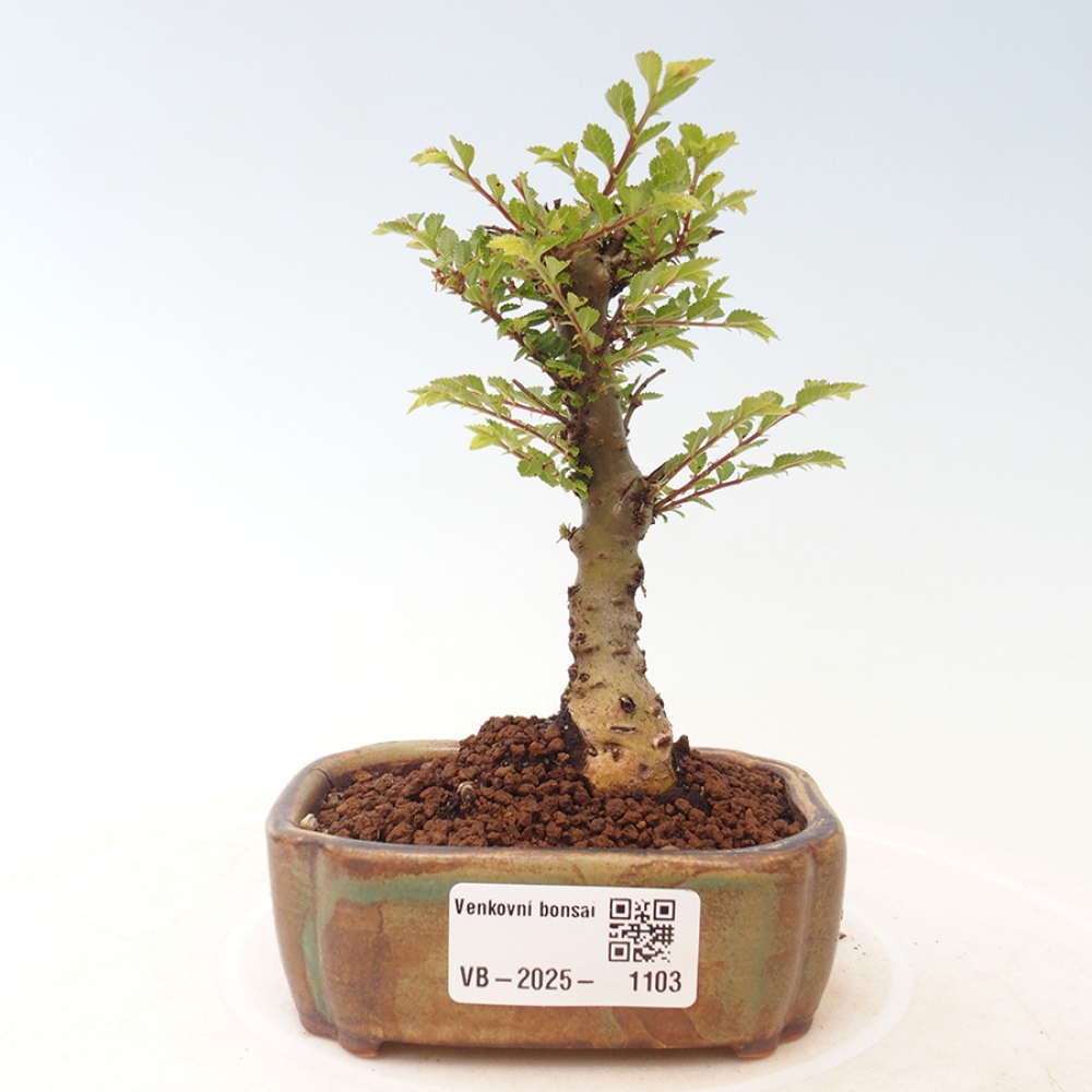 Bonsai voor buiten - Ulmus parvifolia Sagei - Kleinbladige iep
