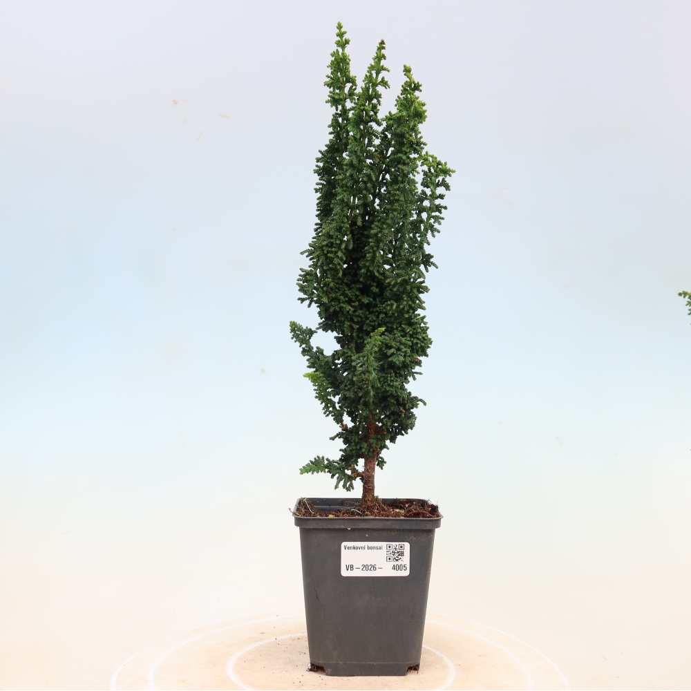 Bonsai voor buiten - Cham. obtusa SEKKA HINOKI - Cipres