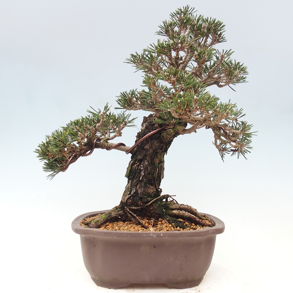 Bonsai voor buiten - Pinus thunbergii Kotobuki - Thunberg den