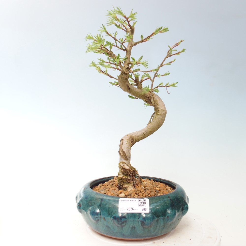 Bonsai voor buiten -Pseudolarix amabis-Pseudolarix amabis