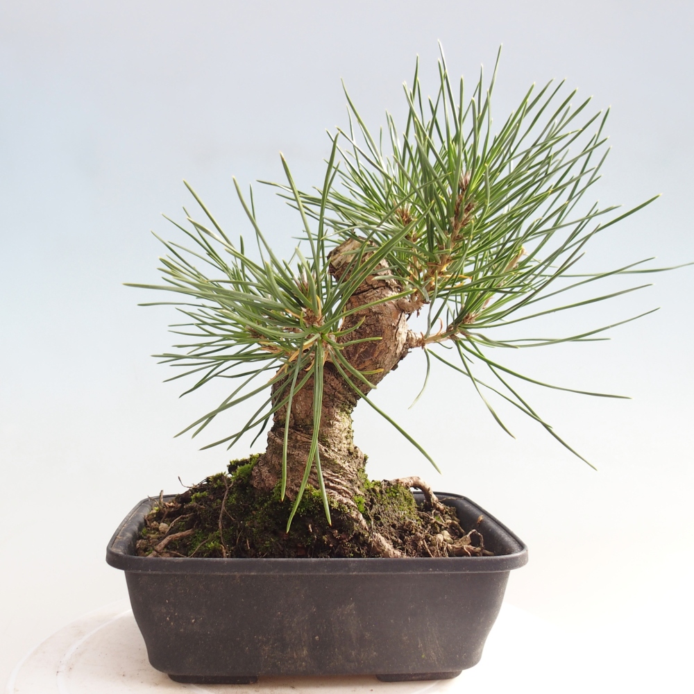 Bonsai voor buiten - Pinus thunbergii - Thunberg den