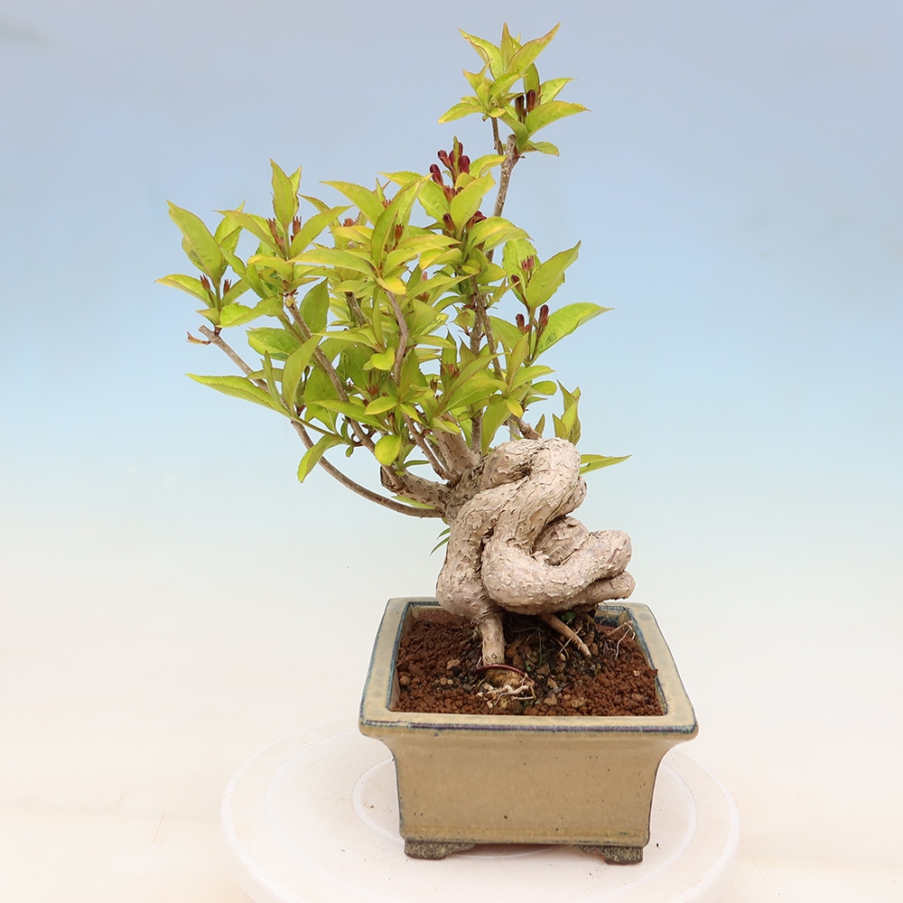 Buitenbonsai - Weigela subsessilis - Koreaanse weigela