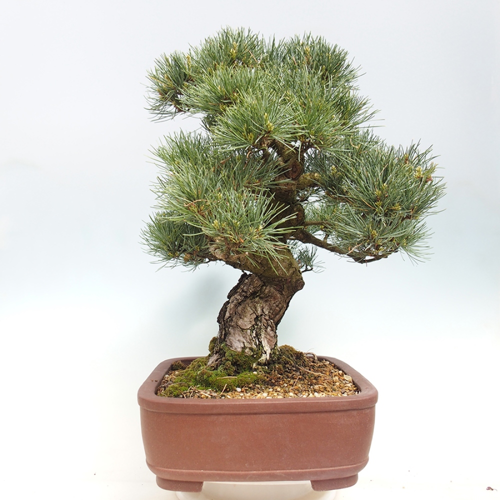 Bonsai voor buiten - Pinus parviflora - Pinus parviflora