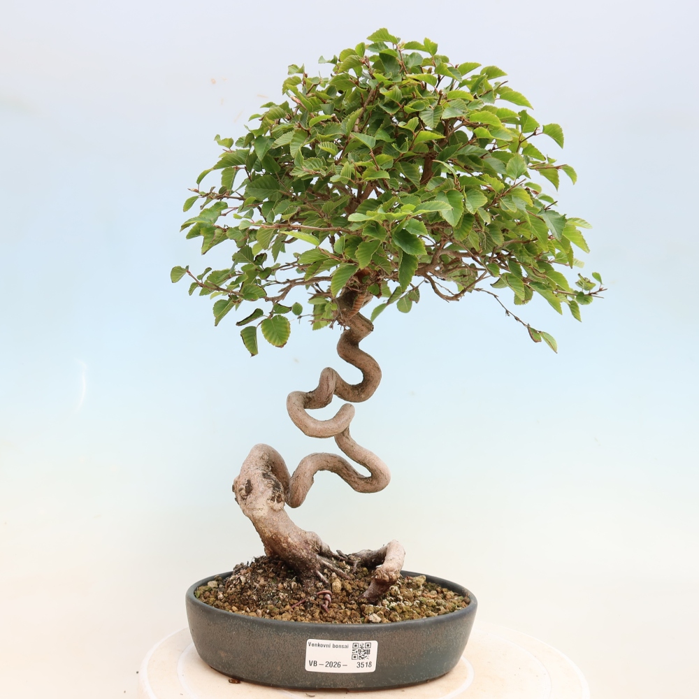 Bonsai voor buiten -Carpinus CARPINOIDES - Koreaanse haagbeuk