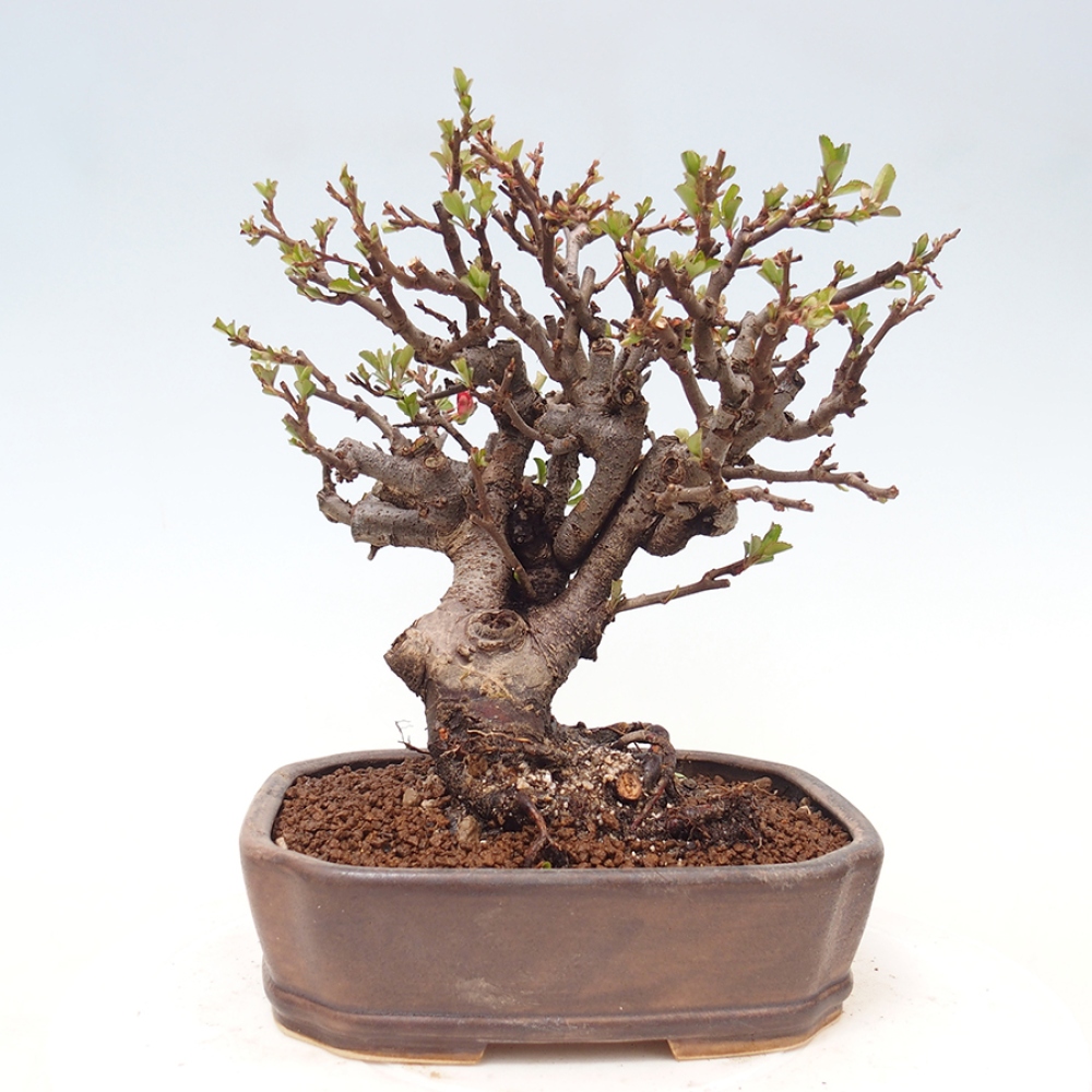 Bonsai voor buiten - Chaneomeles speciosa - Kweepeer