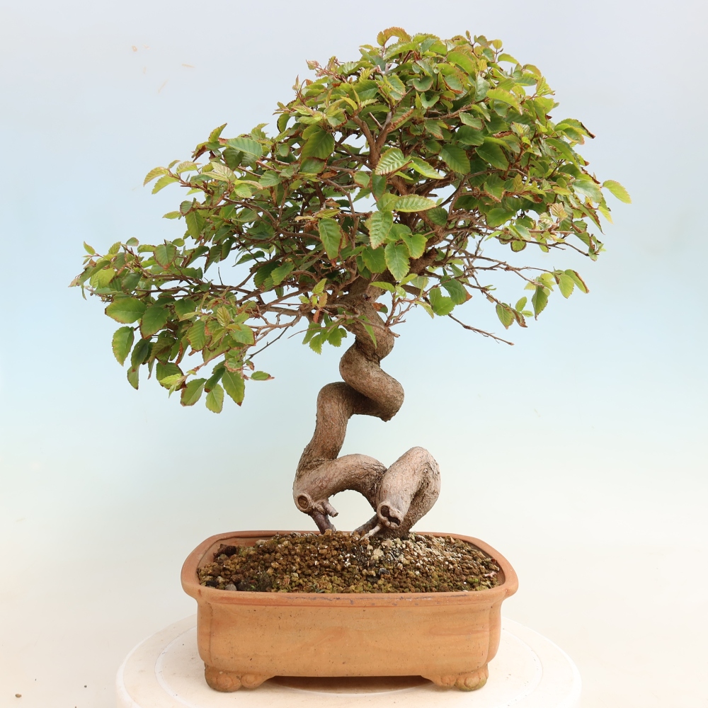 Bonsai voor buiten -Carpinus CARPINOIDES - Koreaanse haagbeuk