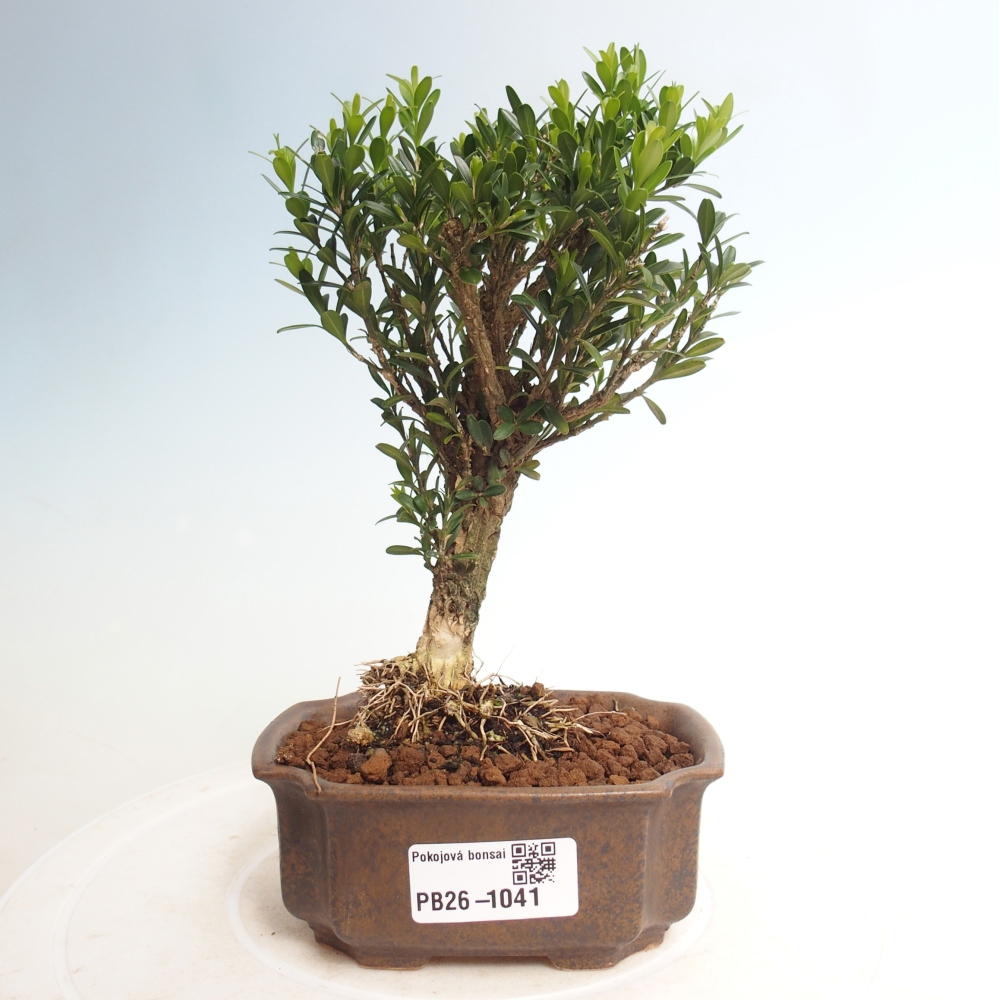 Kamerbonsai - Buxus harlandii - kurk buxus